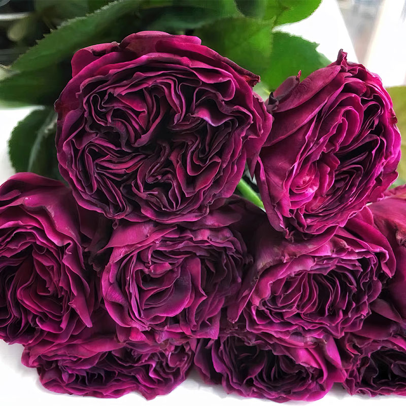 新品【蓝莓戒指】月季花