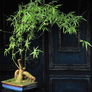 小叶簕竹生桩根苗裸根室内盆景四季常绿盆栽文雅禅意茶室观景竹子