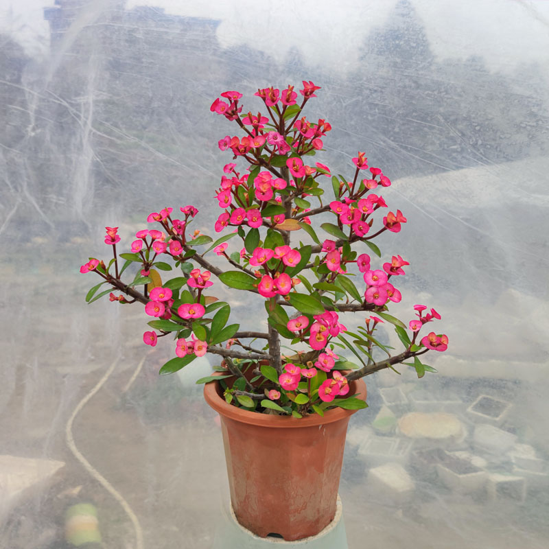 四季开花粉色无刺虎刺梅耐晒好养