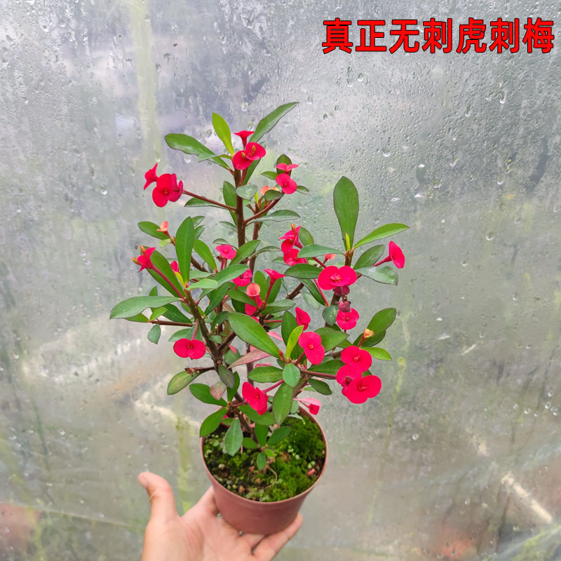 红花无刺虎刺梅四季开花盆栽