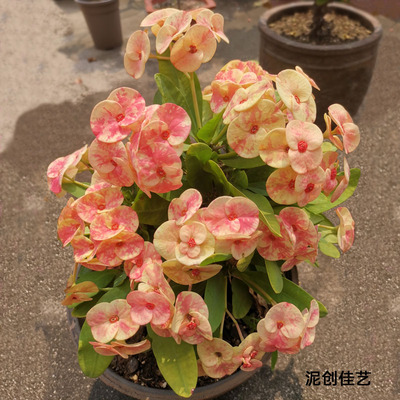 新品种大叶大花虎刺梅好养四季花