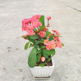 大花虎刺梅盆栽花苗大叶铁海棠四季开花好养阳台楼顶耐旱懒人花卉