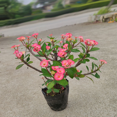稀有新品种荧光粉无刺虎刺梅盆栽铁海棠常年开花耐旱耐暴晒花卉