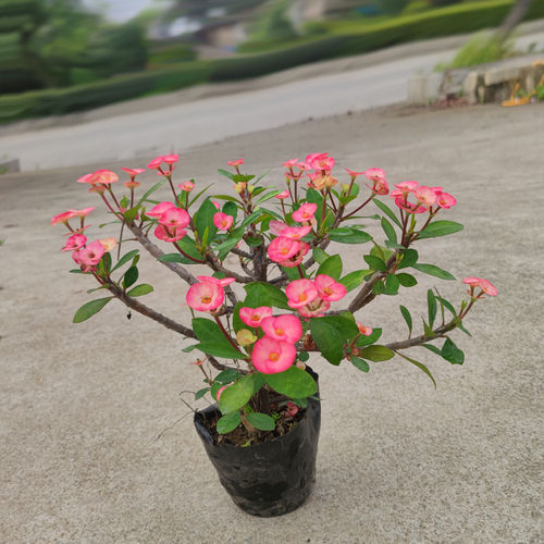 稀有新品种荧光粉无刺虎刺梅盆栽铁海棠常年开花耐旱耐暴晒花卉