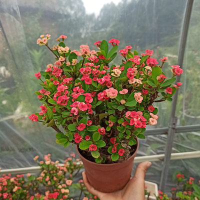 新品种五彩虎刺梅小叶四季开花盆栽老桩铁海棠耐热耐旱花卉麒麟花 泥创佳艺 淘优券