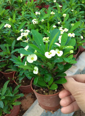 老桩白色虎刺梅盆栽铁海棠四季花卉阳台常年开花植物多花稀有新品