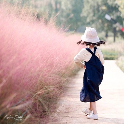 粉黛乱子草种子观赏草毛芒乱子草种子网红草景观庭院盆栽花种籽子