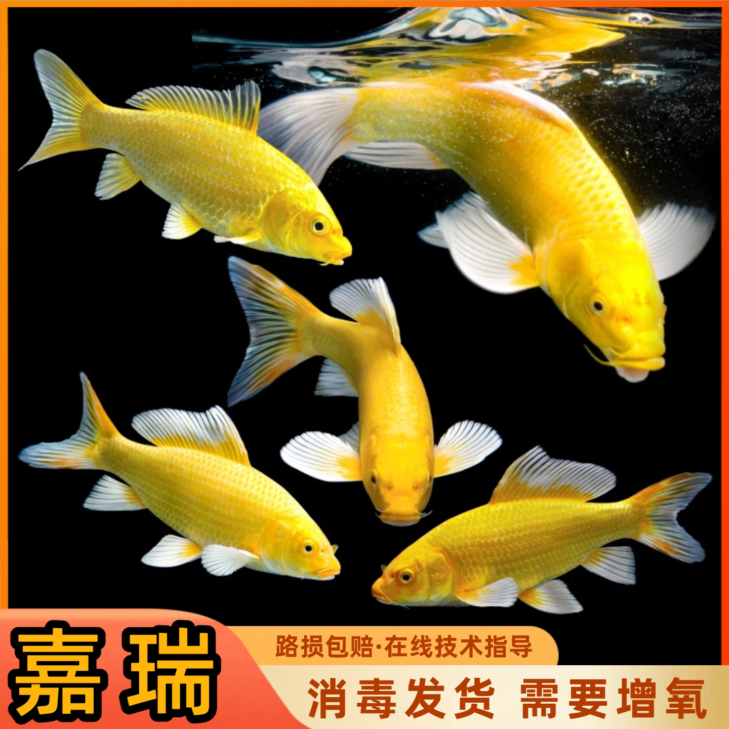 冷水淡水观赏鱼黄金锦鲤好养耐活