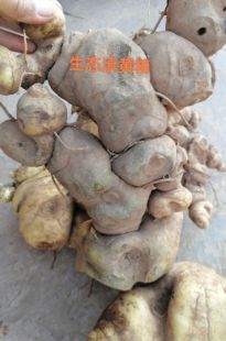 云南包邮直采新鲜滇黄精 鲜嫩多汁 泡茶超美味煲汤