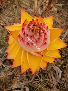 地涌金莲盆栽金色红莲花卉大型带花苞花苗矮桩千叶涌金莲瓣莲花