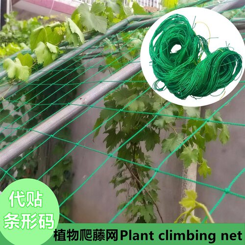 植物爬藤网定植网菊花抗倒伏绿色格子网pe园艺爬藤网plantnet
