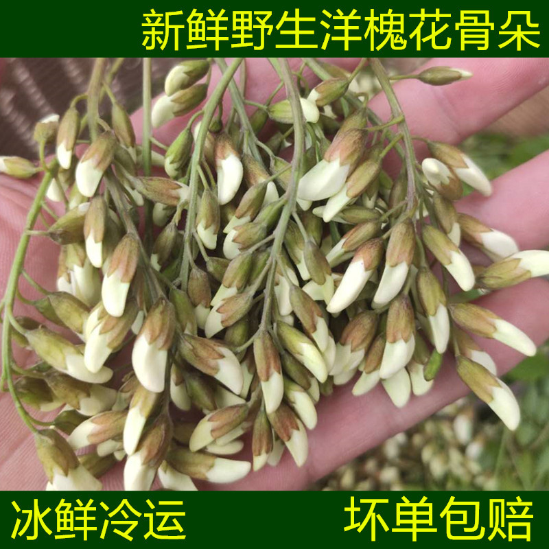 新鲜洋槐花纯花骨朵野生现摘现发洋槐花蔬菜速杨槐花槐米野菜