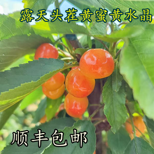 黄蜜大樱桃黄水晶新鲜车厘子头茬露天水果现摘顺丰冷链 包邮