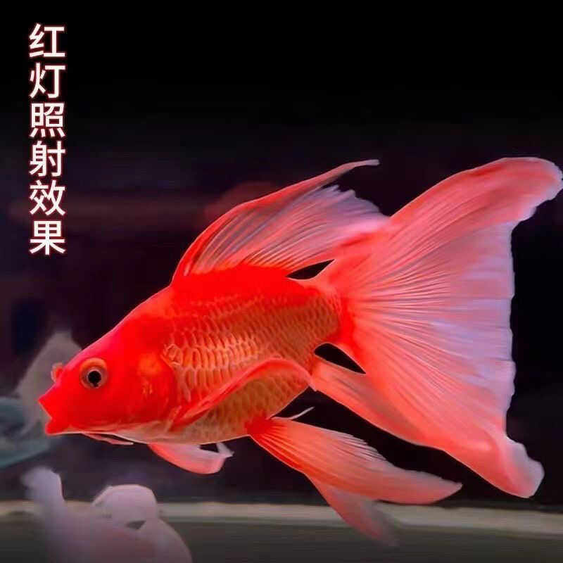 台湾橙红蝴蝶鲤冷水鱼球体短身锦鲤红色大鳍大尾活体鱼苗耐寒