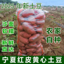 红皮土豆宁夏隆德西吉农家自种沙面粉糯固原马铃薯紫皮洋芋农产品
