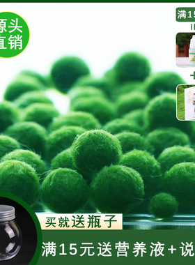 marimo海藻球生态瓶创意迷你盆栽桌面绿植水培植物球藻diy水藻球