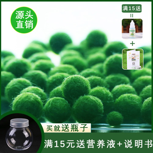 海藻球活体绿植迷你球藻