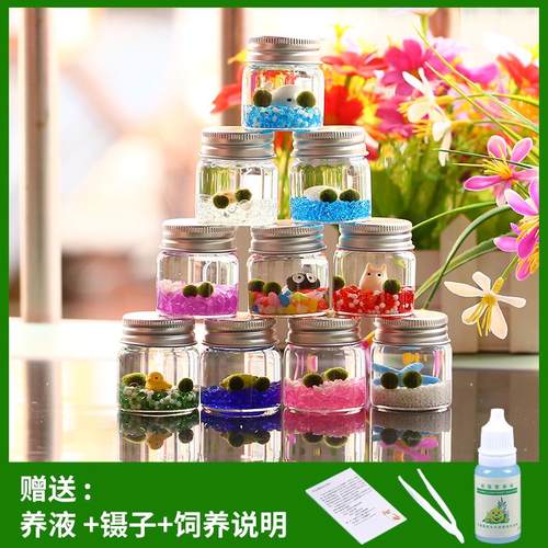 微景观生态瓶海藻球创意摆件