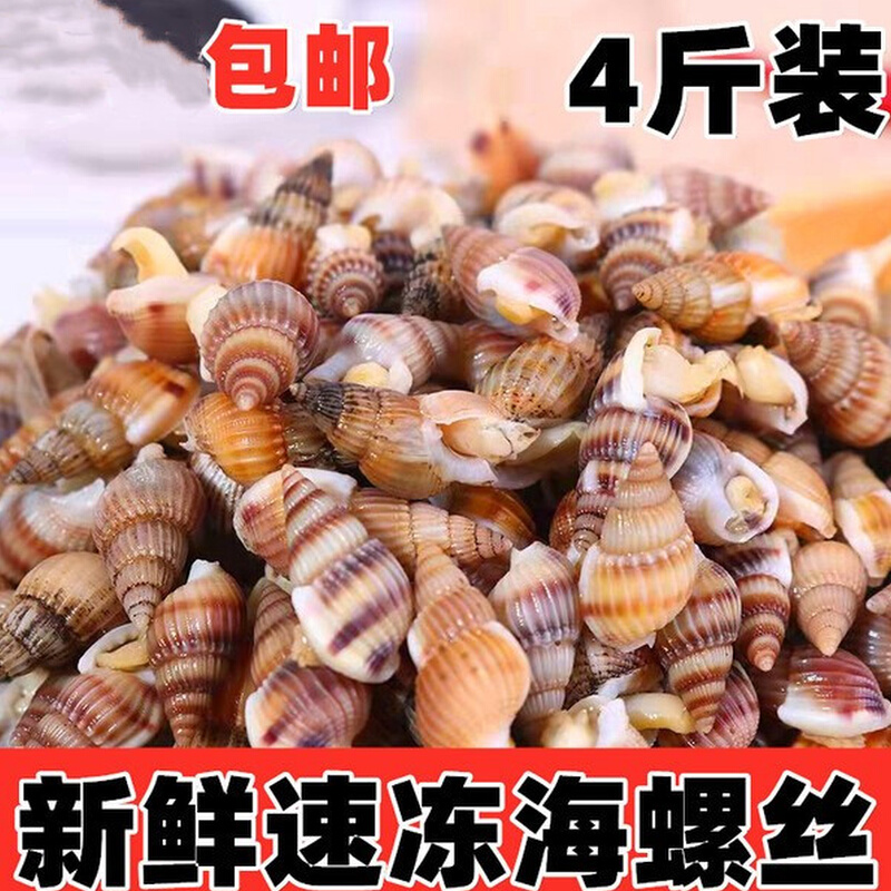 海螺丝鲜活冷冻辣炒特大海锥螺鲜活海瓜子海丁螺新鲜贝类海鲜水产