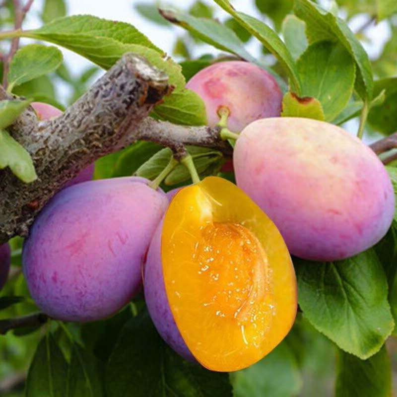 西梅苗树苗嫁接果树法兰西李子苗精品盆栽地栽结果苗南方北方种植