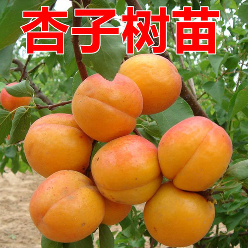 杏子树苗嫁接特大庭院早熟四季