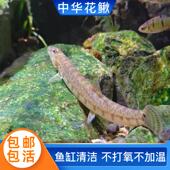 中华花鳅鱼冷水鱼清洁鱼原生鱼缸残渣鱼便冬天无需加温鱼苗观赏鱼