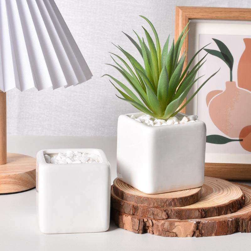 多肉植物组合套餐盆栽绿植多肉含盆含土办公桌新手多肉套餐包邮