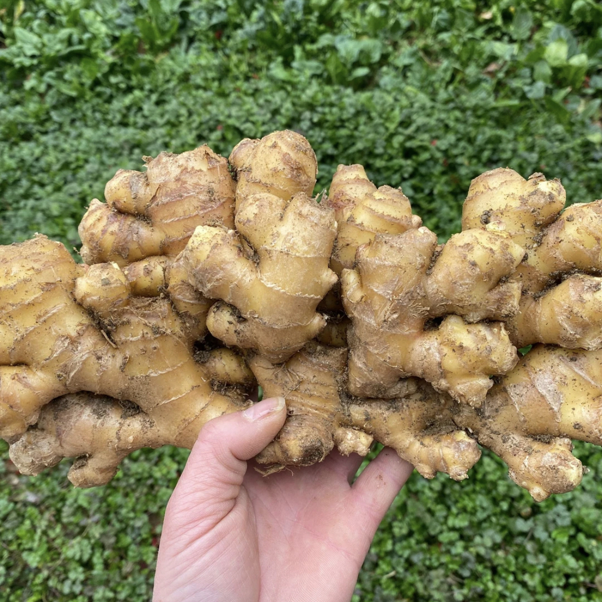 窖藏金寨2年小黄姜新鲜高山生态生姜老姜月子姜老姜土姜沙姜3斤