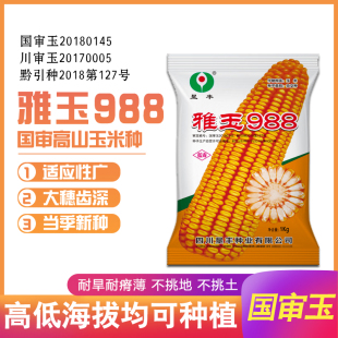高产国审玉米种子雅玉988高低海拔可种植耐旱耐瘠薄棒子大抗性好