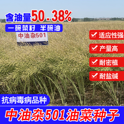 矮杆杂交油菜籽高产中油杂501