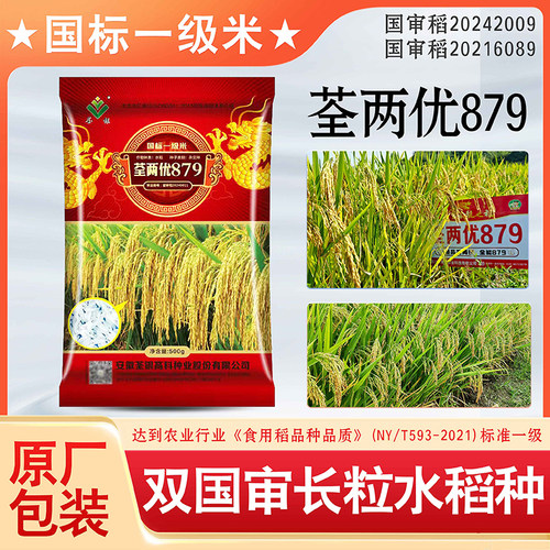 水稻种子荃两优879香米口感好