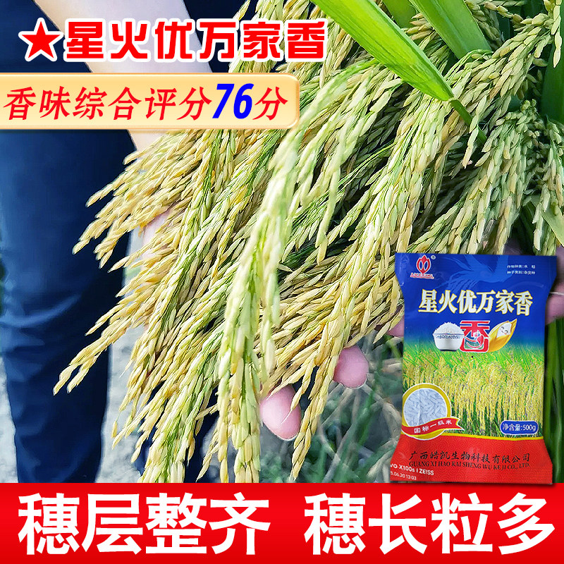 早熟杂交品种国标一级香米水稻种子星火优万家香水稻种子500g/袋