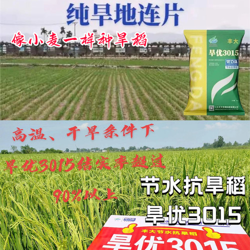 节水抗旱稻旱优3015水稻种子