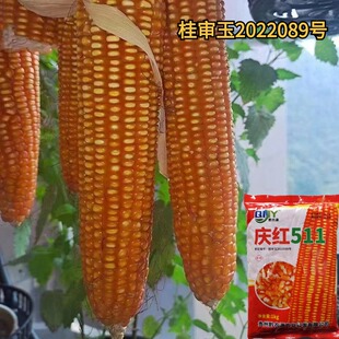 广西贵州云南全硬粒青贮玉米种子庆红511籽粒深长棒玉米种子