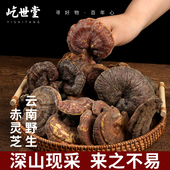 云南野生赤灵芝正品 500克整枝灵芝深山新鲜干货非西藏长白山灵芝