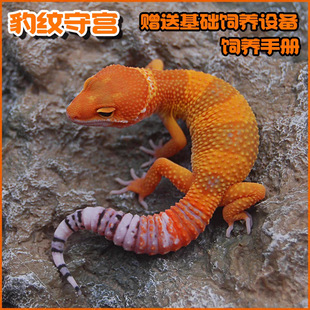 豹纹守宫蜥蜴宠物萝卜爬宠活物蜥蜴宠物小火龙幼体入门级爬宠活物
