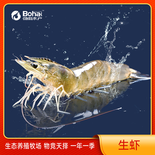 渤海水产盐田虾生虾 51-60规格 1.5kg量贩装
