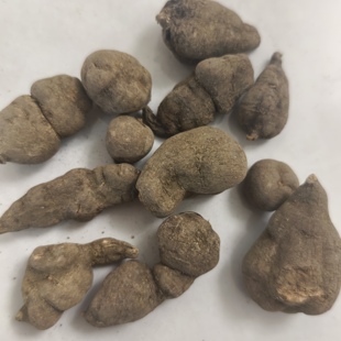 野生破石珠中药材三叶青石老鼠金线吊葫芦土栾儿九牛子