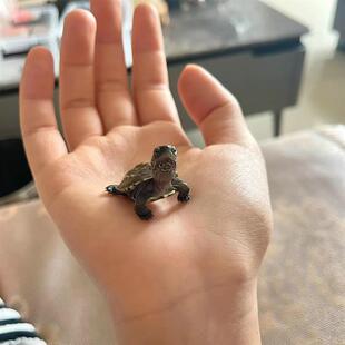 乌龟活物网红中华草龟苗不咬人适合家养的玄武迷你小龟易存活