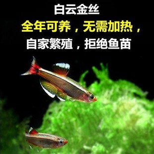 白云金丝 大帆金丝 冷水鱼 淡水鱼 魅力瑰丽金丝灯鱼生命力强的鱼