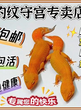 豹纹守宫幼苗爬宠活体守宫蜥蜴精品橘白阳光蜜橘白酒银河暴龙萝卜