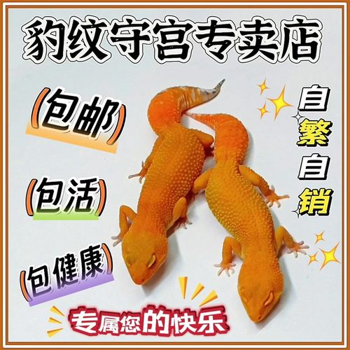 豹纹守宫幼苗爬宠活体守宫蜥蜴精品橘白阳光蜜橘白酒银河暴龙萝卜