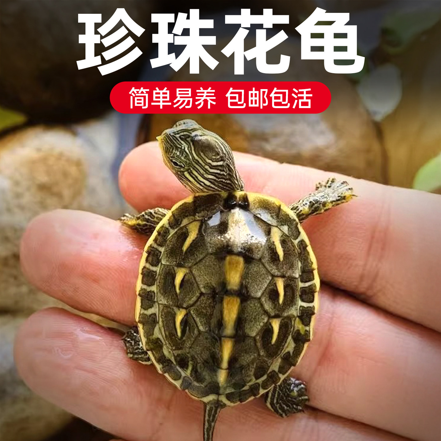 认主的乌龟活物纯种花龟中华珍珠龟迷你可下蛋易存活家养的乌龟