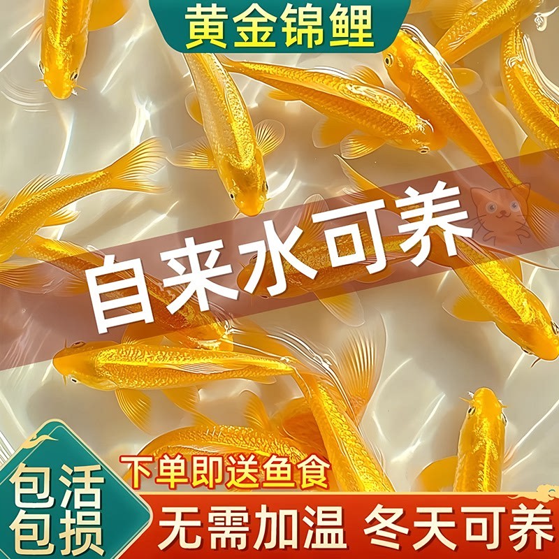 招财黄金锦鲤冷水观赏鱼好养耐活招财小金鱼苗淡水热带宠物活体鱼