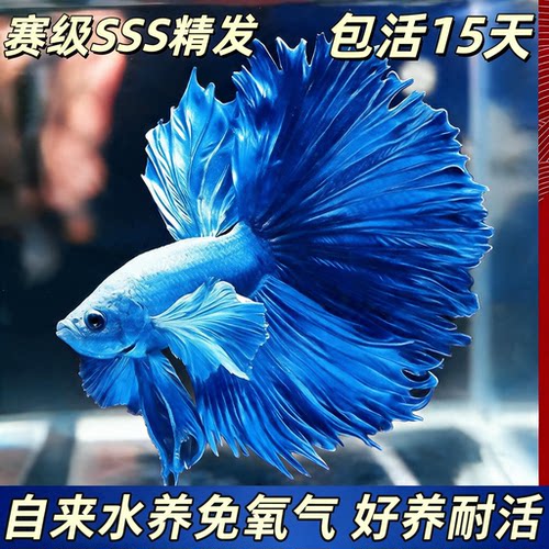 泰国斗鱼特大号大尺寸sss级精品一公一母可繁殖纯种赛级半月