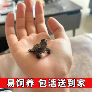 乌龟活物网红中华草龟苗认主人长寿龟玄武家养迷你小龟易存活宠物