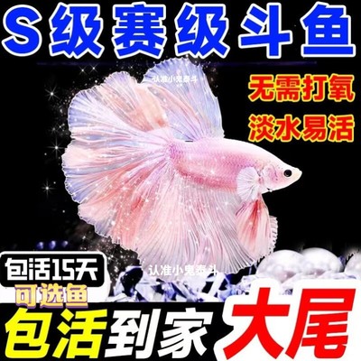 泰国斗鱼仙女款半月纯白超美母鱼网红淡水小型热带好养耐活观赏