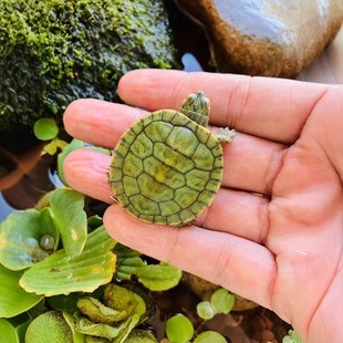 小乌龟活物适合家养小孩的宠物深水迷你巴西龟苗一公一母长寿认主