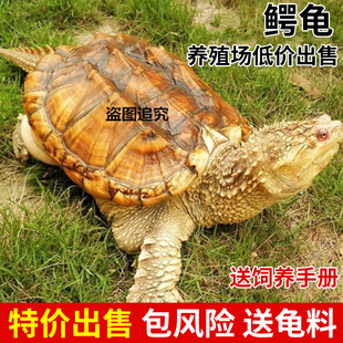 鳄龟苗活体鳄鱼龟纯佛佛鳄刺鳄大杂佛龟乌龟食用鳄龟可家养