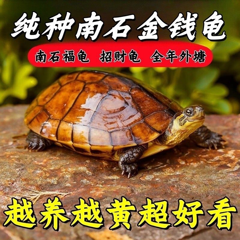 纯种石金钱龟南石龟招财龟乌龟活体宠物龟小青龟黄金龟外塘龟,宠物/宠物食品及用品,龟/鳖,淘宝优惠券,粉丝福利购,淘宝优惠卷